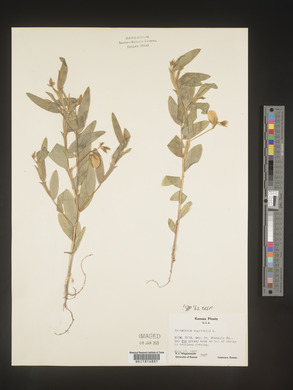 Crotalaria sagittalis image