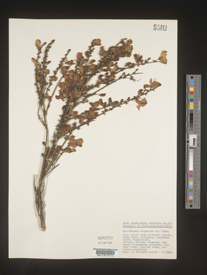 Cytisus scoparius image