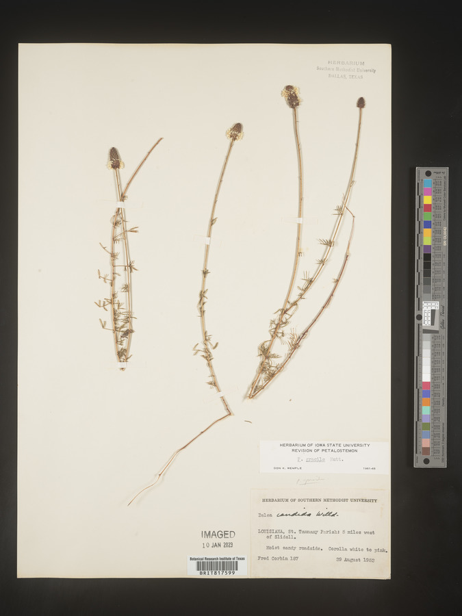 Marina diffusa var. diffusa image