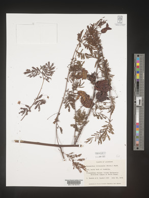 Desmanthus illinoensis image