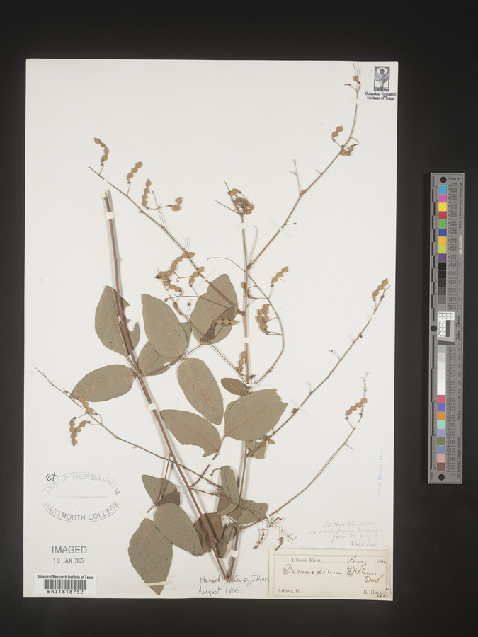 Desmodium dillenii image