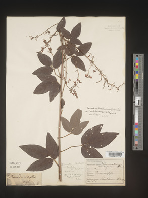 Desmodium cuspidatum image