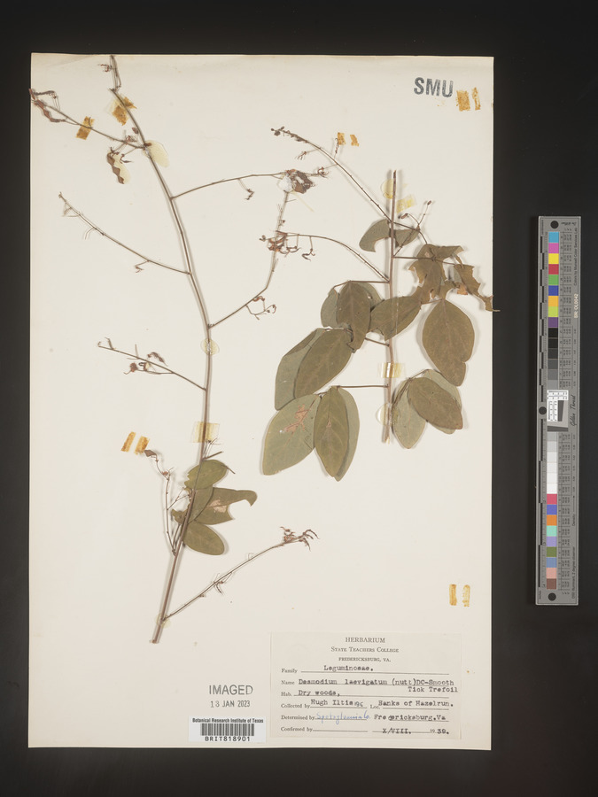 Desmodium laevigatum image