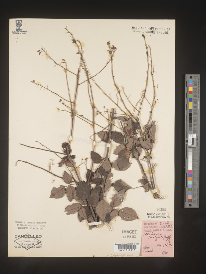 Desmodium laevigatum image