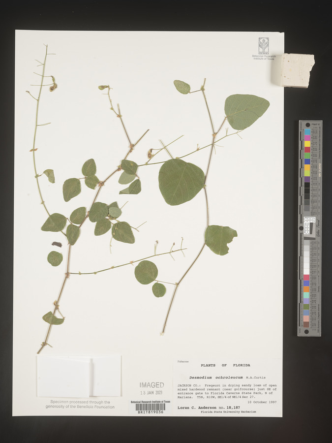 Desmodium ochroleucum image