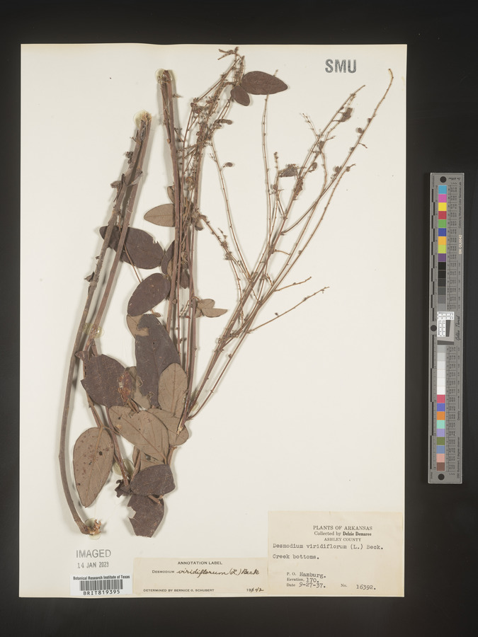 Desmodium viridiflorum image