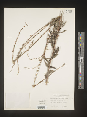 Desmodium sessilifolium image