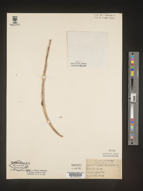 Erythrina herbacea image