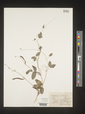 Galactia volubilis image