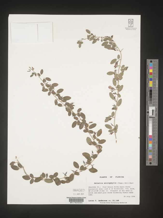 Galactia microphylla image