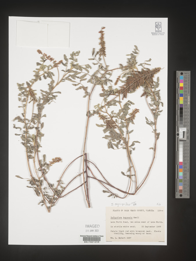 Indigofera oxycarpa image