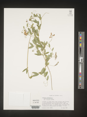 Lathyrus palustris image