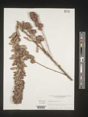 Lespedeza capitata image