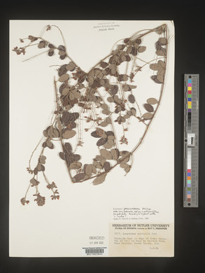 Lespedeza procumbens image