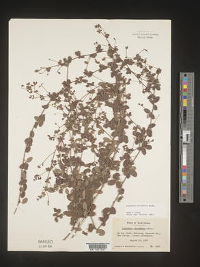 Lespedeza procumbens image