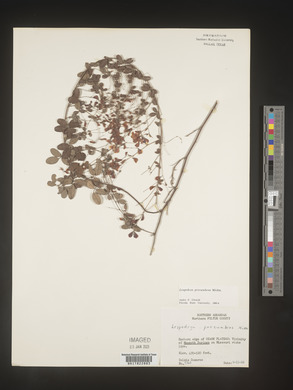 Lespedeza procumbens image