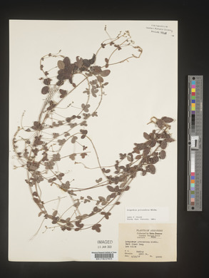 Lespedeza procumbens image