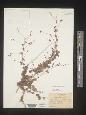 Lespedeza procumbens image