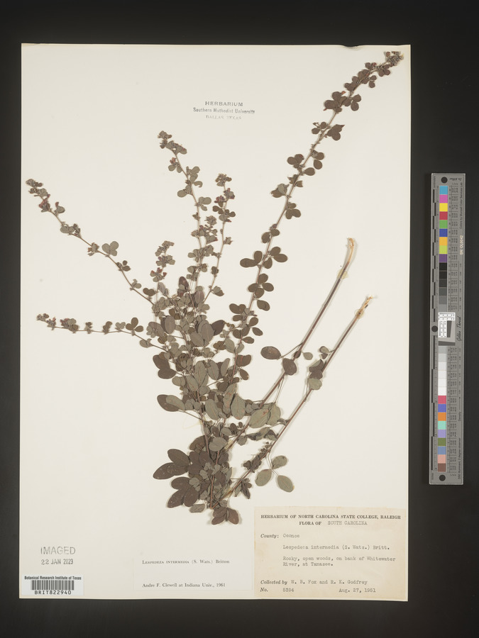 Lespedeza intermedia image