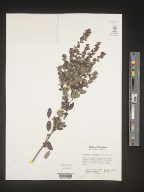 Lespedeza intermedia image