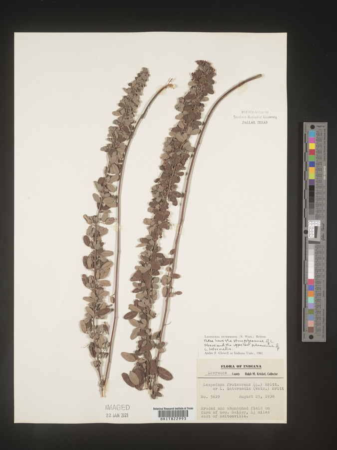 Lespedeza intermedia image