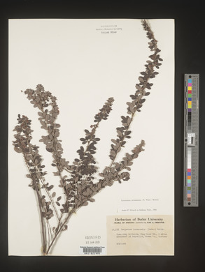 Lespedeza intermedia image