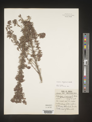 Lespedeza virginica image