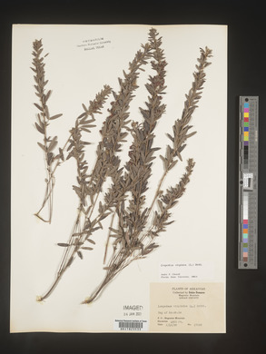 Lespedeza virginica image