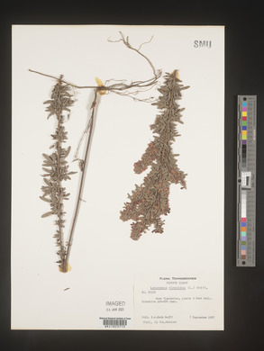 Lespedeza virginica image