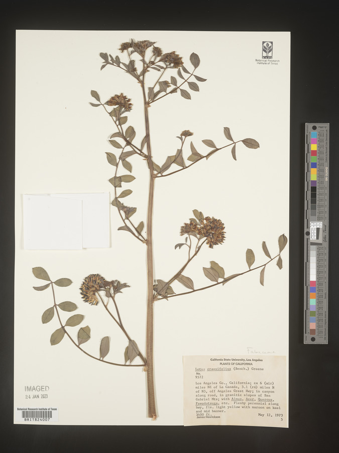 Lotus crassifolius image
