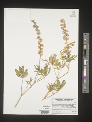 Lupinus arbustus image