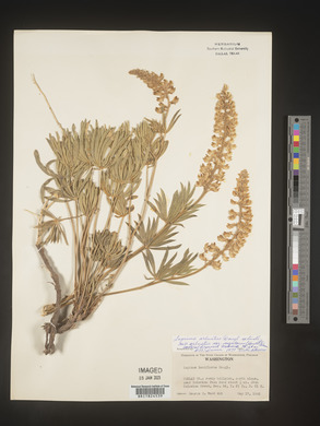 Lupinus arbustus image