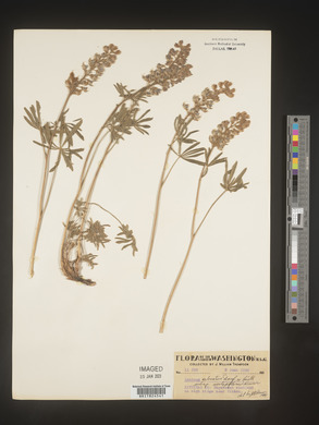 Lupinus arbustus image