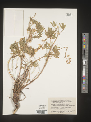 Lupinus arbustus image