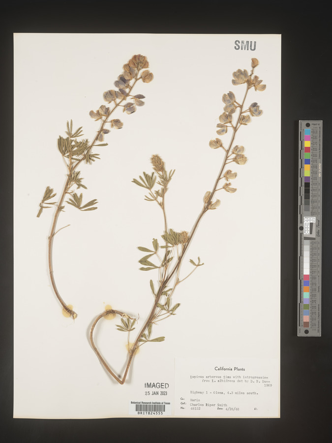 Lupinus arboreus image