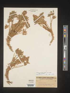 Lupinus aridus image
