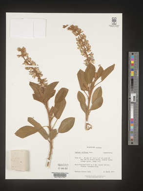 Lupinus diffusus image