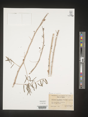 Mimosa microphylla image