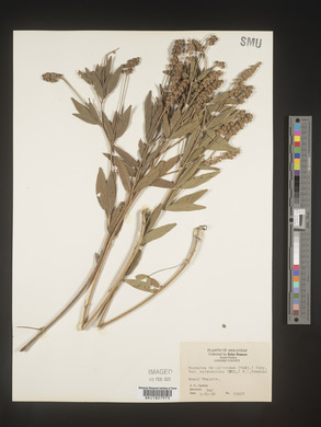 Orbexilum pedunculatum image