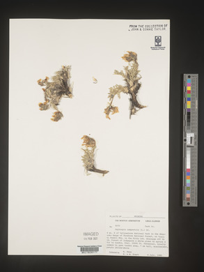 Oxytropis campestris image