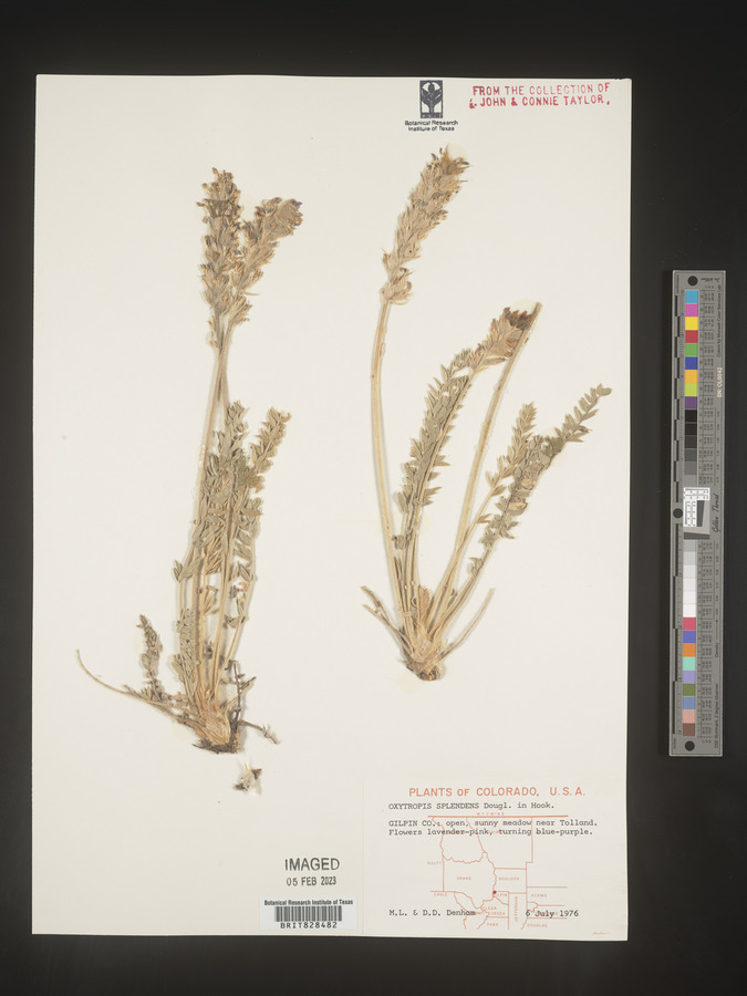 Oxytropis splendens image