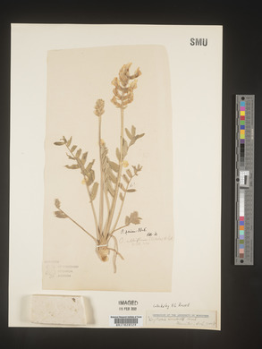 Oxytropis sericea image