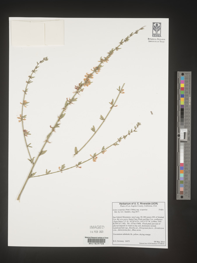 Lotus scoparius subsp. scoparius image