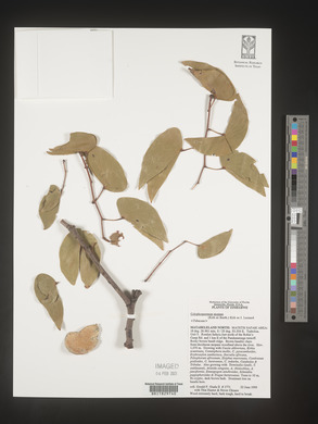 Colophospermum mopane image