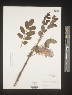 Robinia hispida image