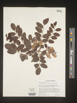 Robinia hispida image