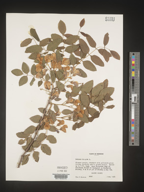 Robinia hispida image