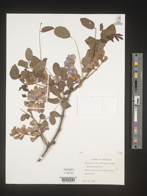 Robinia hispida image