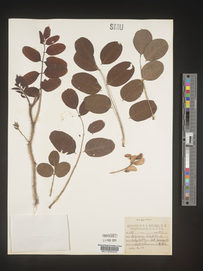 Robinia hispida image