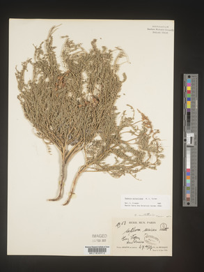 Sophora nuttalliana image